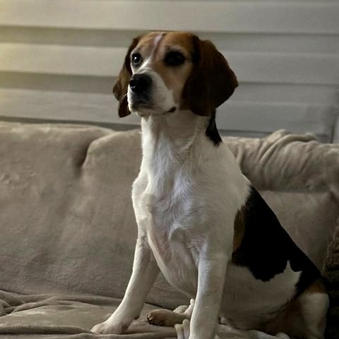 Beaux, de beagle van DogWise