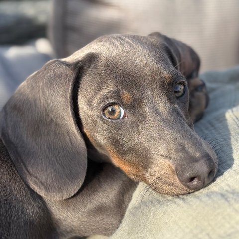 Blue, de korthaar teckel van DogWise