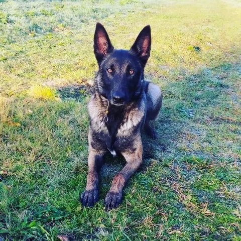 Q, de Mechelse herder van DogWise