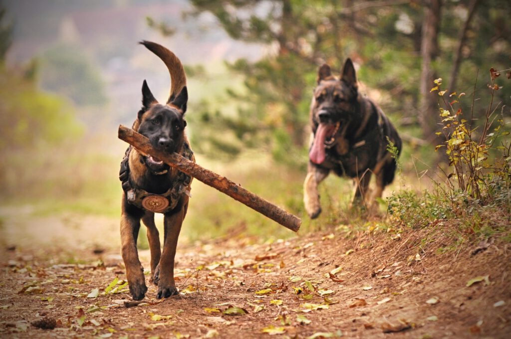 Volwassen hondentraining prijzen bij DogWise