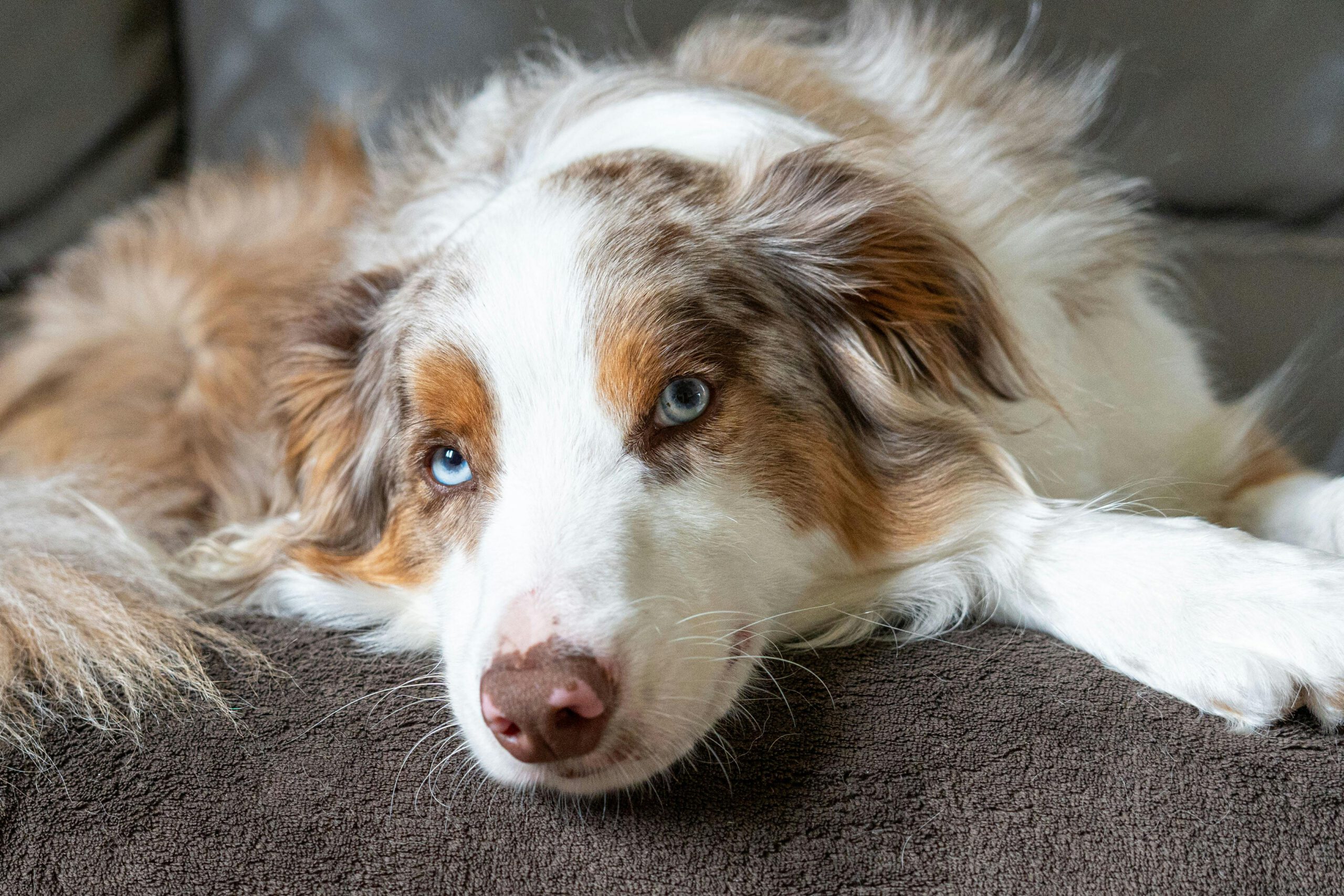 Angstige Honden Training: Van Paniek naar Vertrouwen