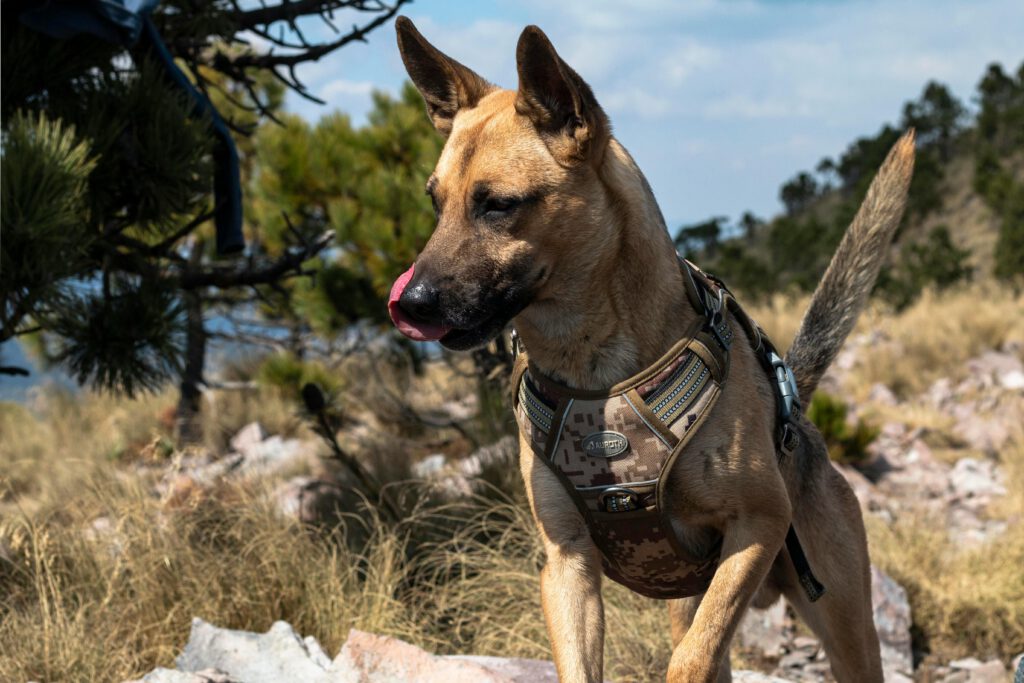 hondentraining op maat prijzen bij DogWise