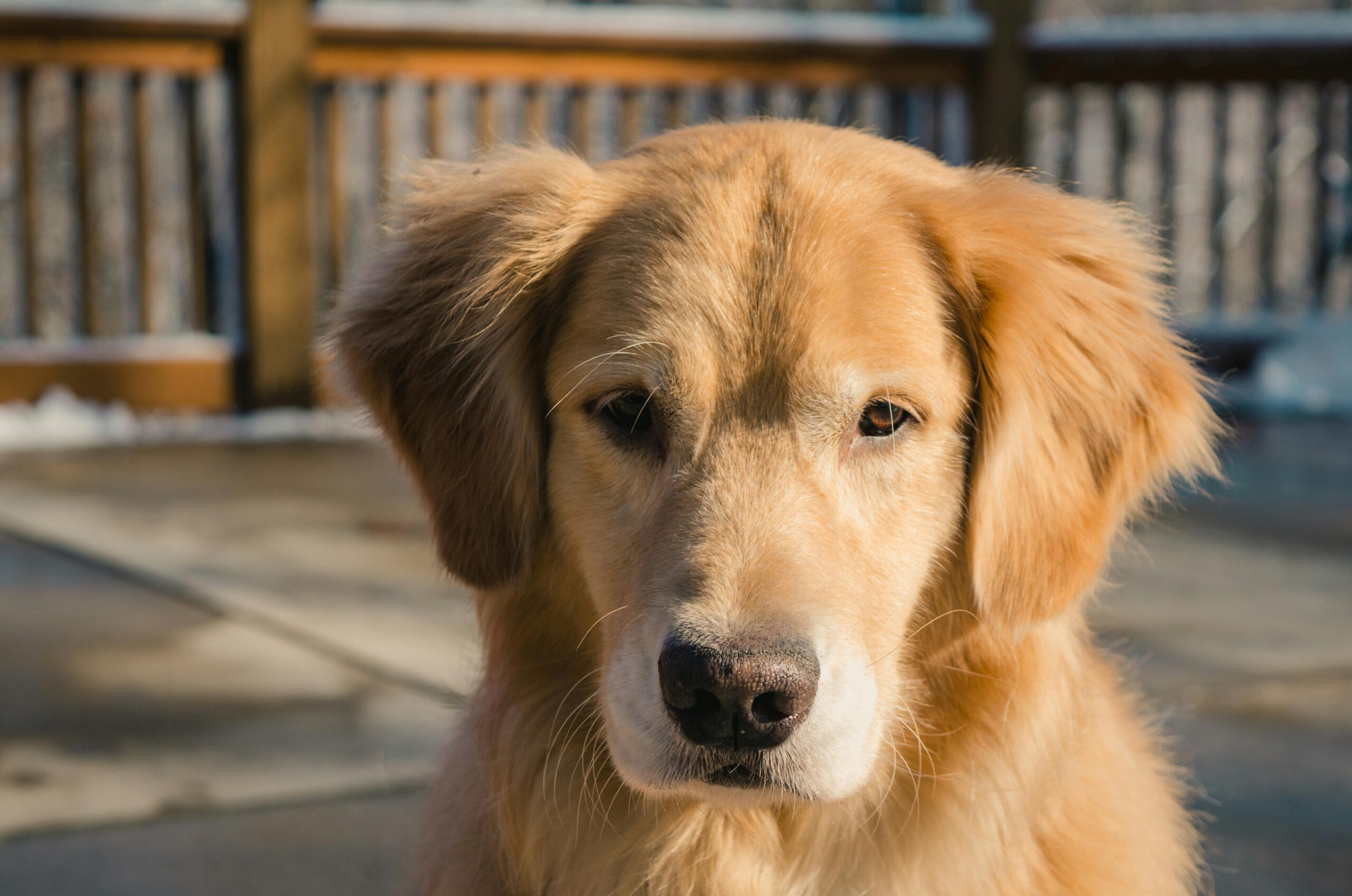 Tip van de week 3-2026: Volwassen honden