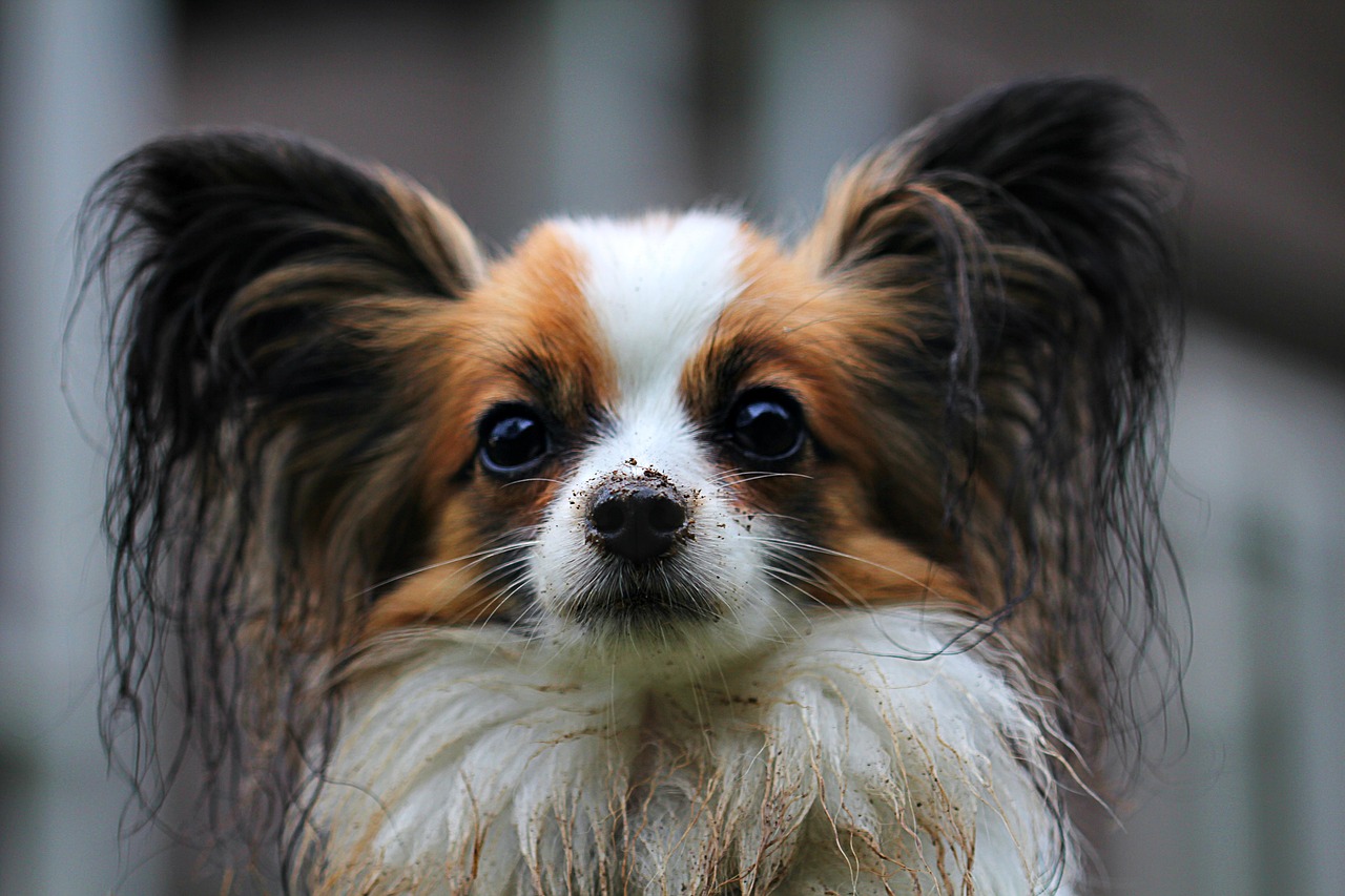 Angstige Hond Trainen – Sessie 1: Wanneer Vertrouwen Verloren Is Gegaan