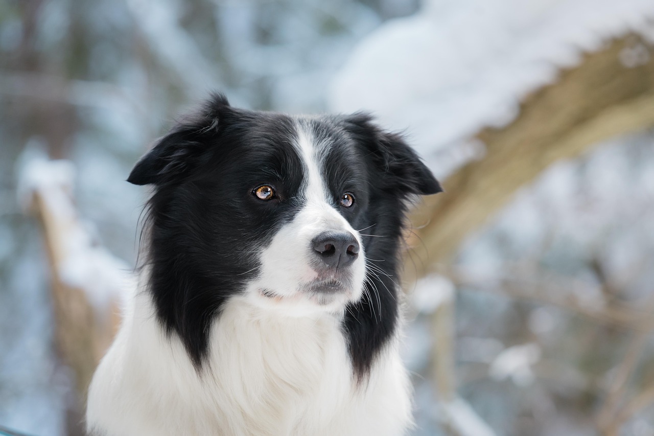 Reactieve Hond Training Sessie 2 | Van Spanning naar Controle