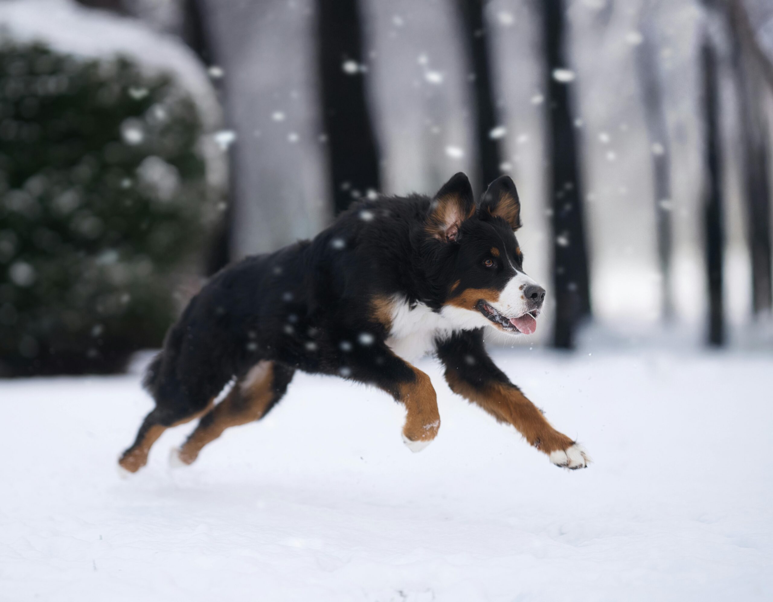 Tip van de week 2-2026: Puberhonden – “Mijn hond luistert niet meer!”