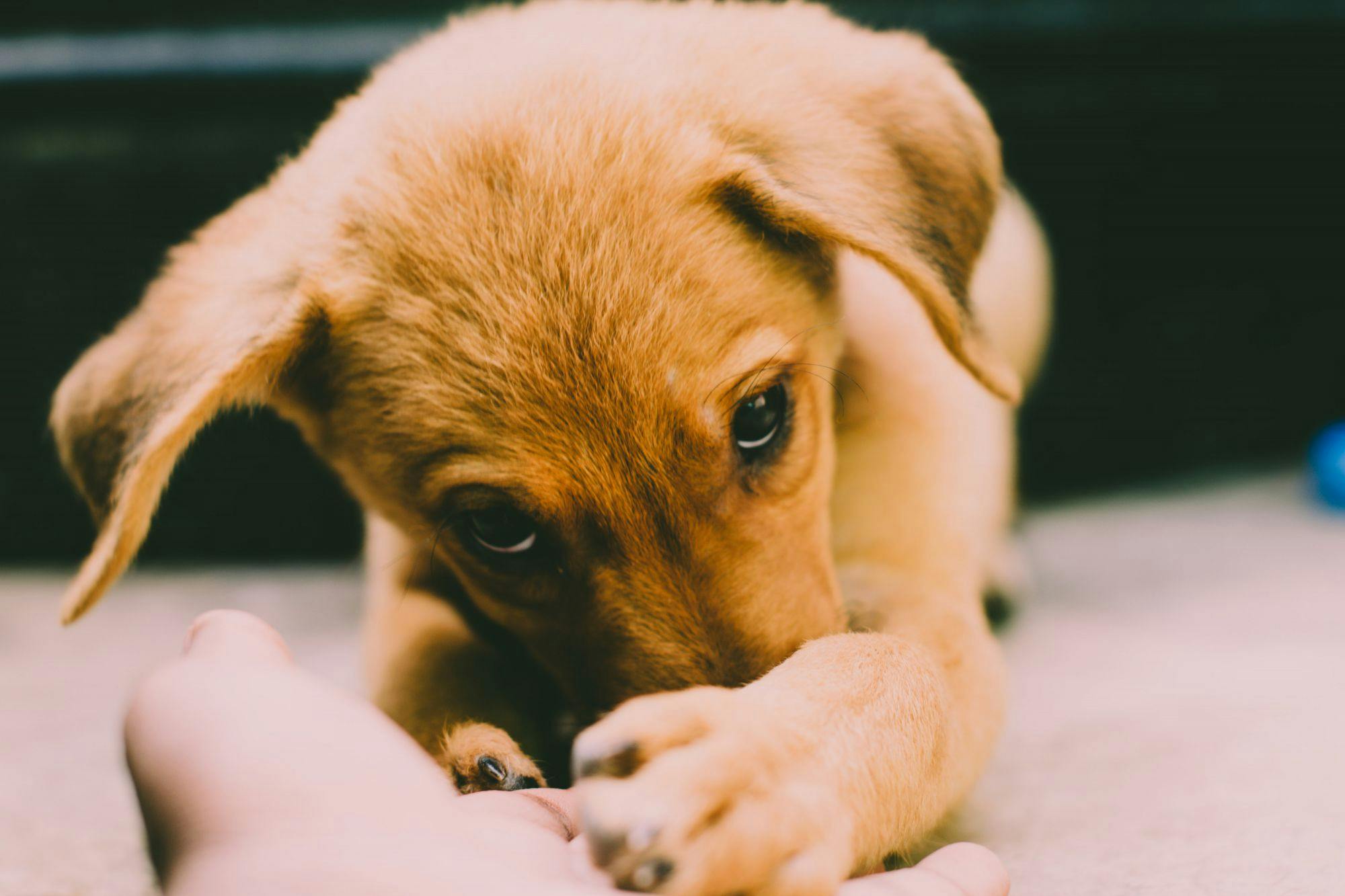 Week 5 – Puppy: Overprikkeling herkennen
