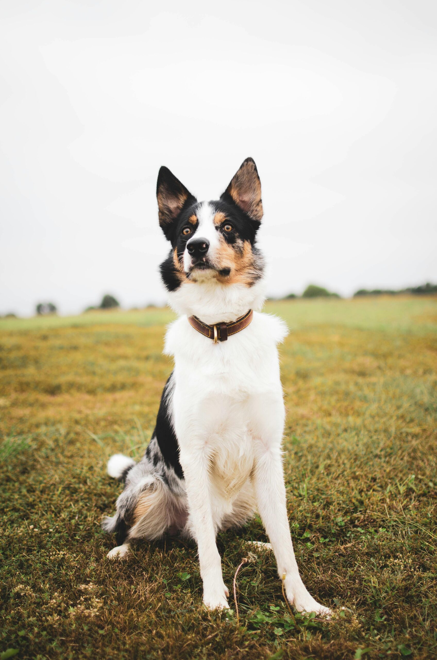 Eerste wandeling met een reactieve hond: Wat deze Border Collie ons leerde
