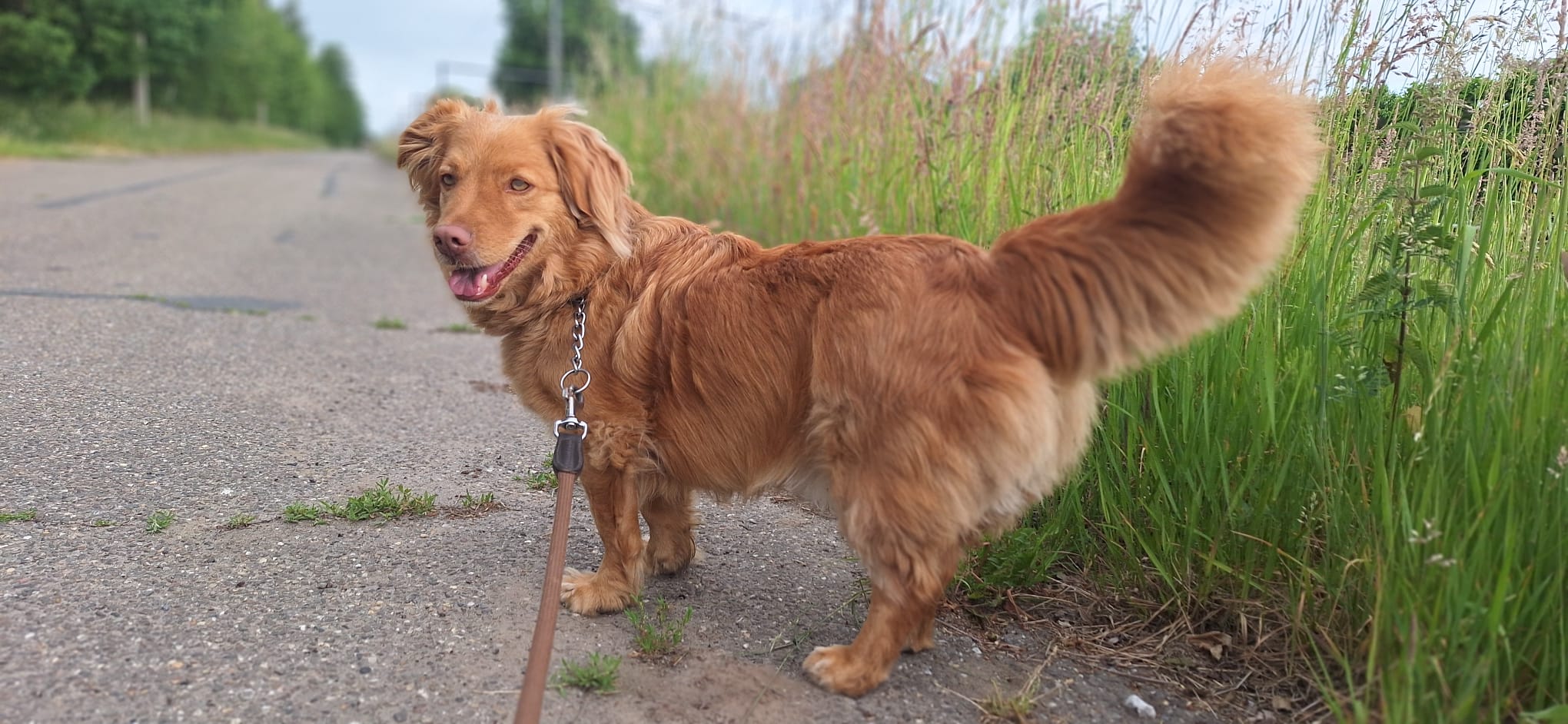 Reactieve Honden Training: Van Overleven naar Vertrouwen