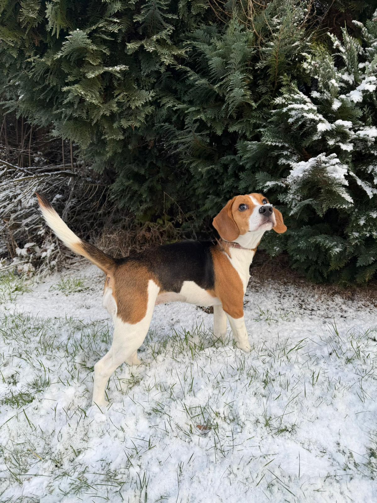 Van Chaos naar Controle: Hoe een Energieke Beagle Puber Leerde Rustig te Wandelen na 5 sessies