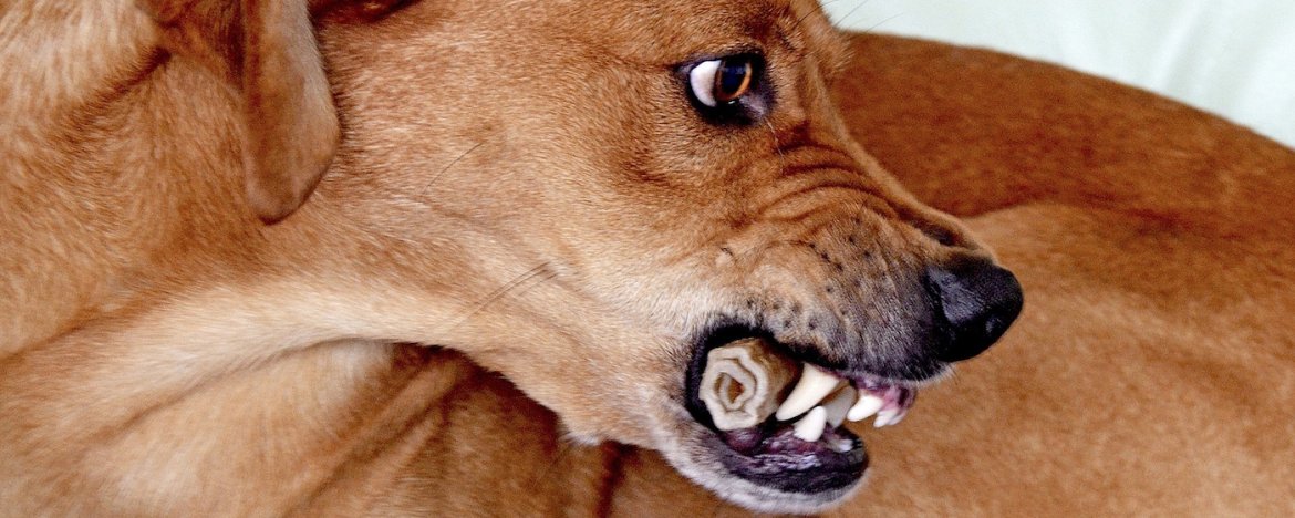 🐾 DogWise – Tip van de week | Week 8 🐾