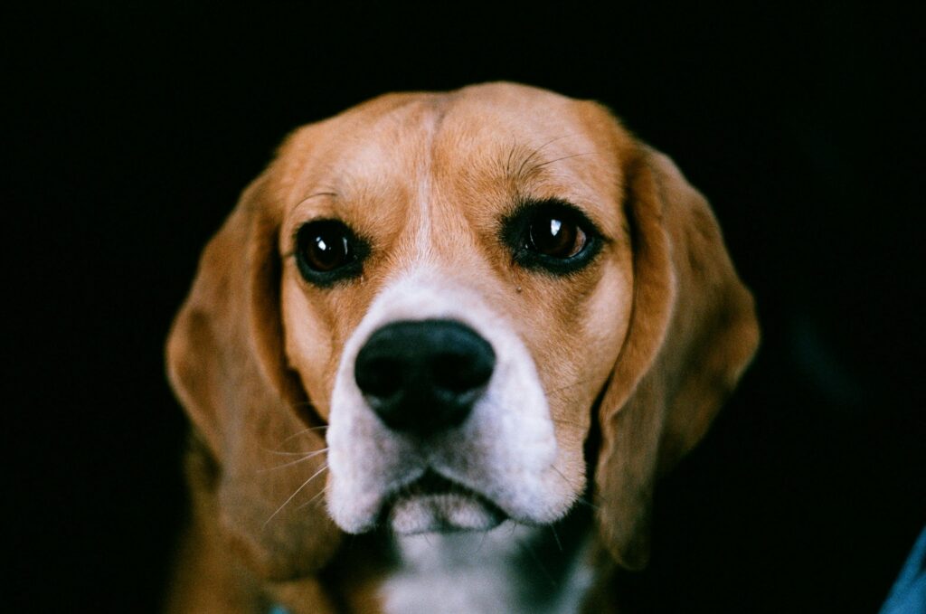 Beagle puber trekt aan de lijn tijdens training