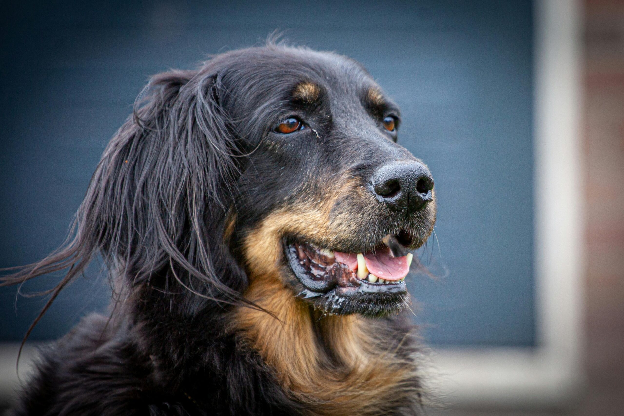 🐾 DogWise – Tip van de week | Week 12 & 13 🐾