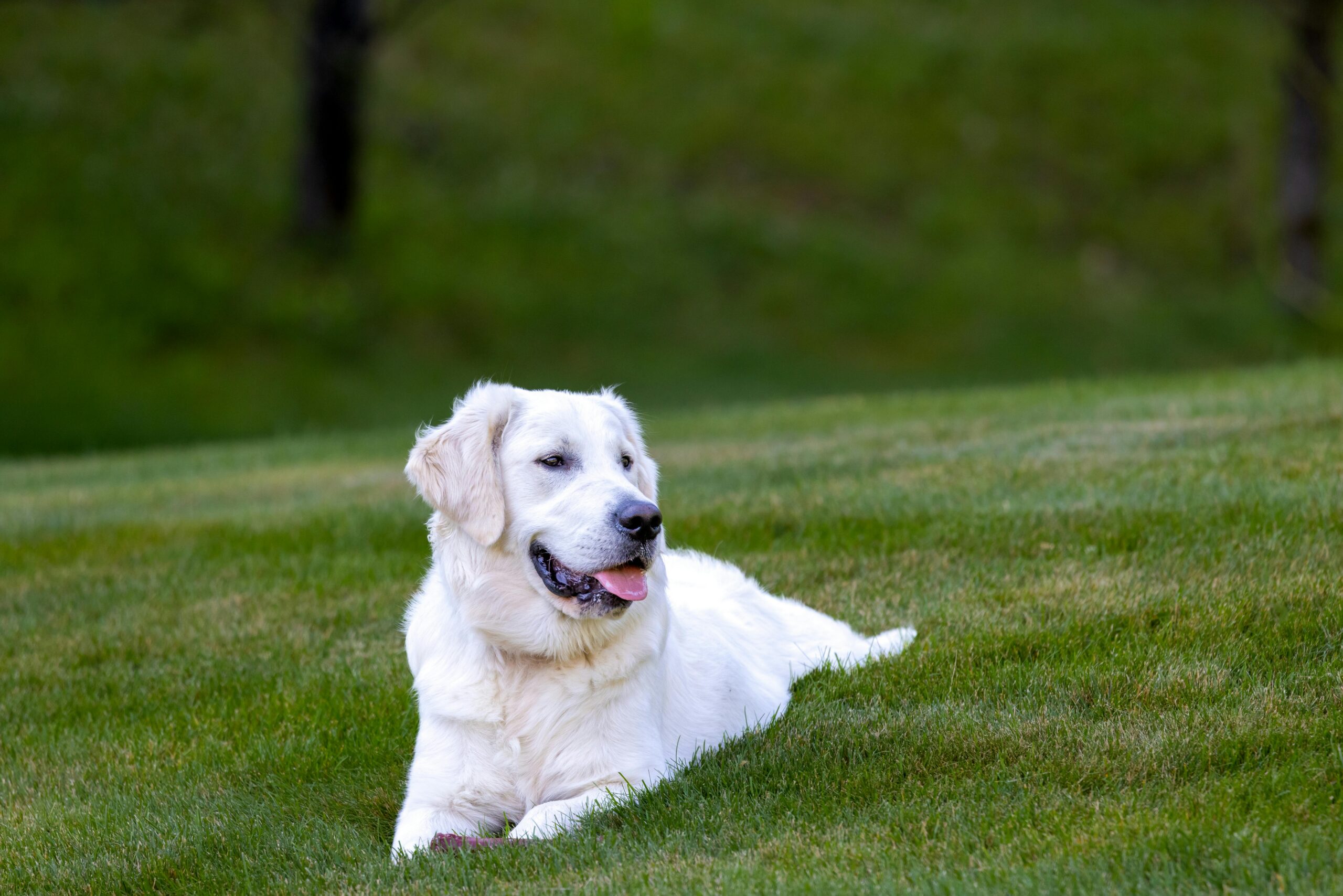 Hond training na adoptie: als een lief ras toch heel veel bagage meedraagt