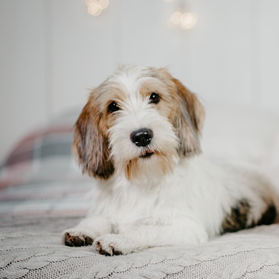 Puppy training begeleiding deel 1: de basis goed leggen van bij het begin