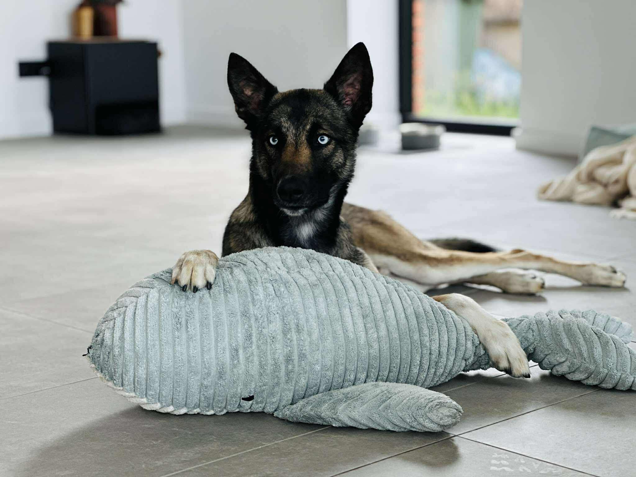 Husky mechelse herder training deel 2: het gezin groeit en Q geeft het antwoord