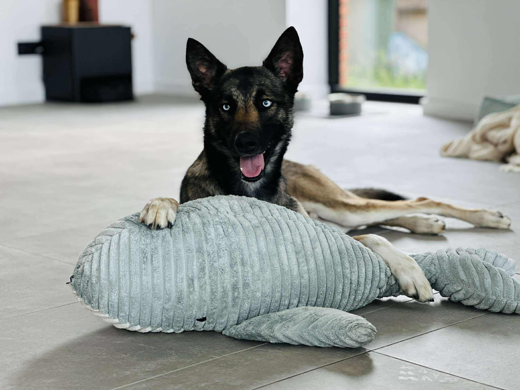 Husky Mechelse herder training deel 1: een asielgezin en de weg naar controle