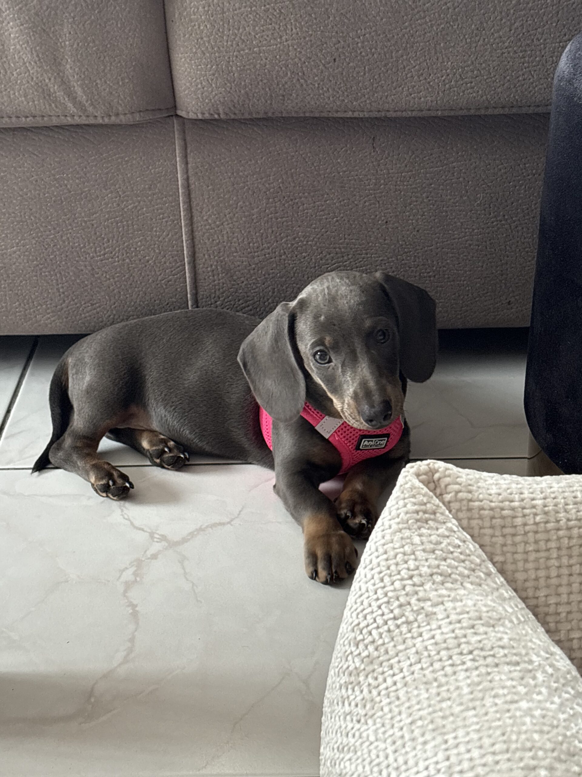 Teckel pup eerste dagen thuis: het eerlijke verhaal van Blue