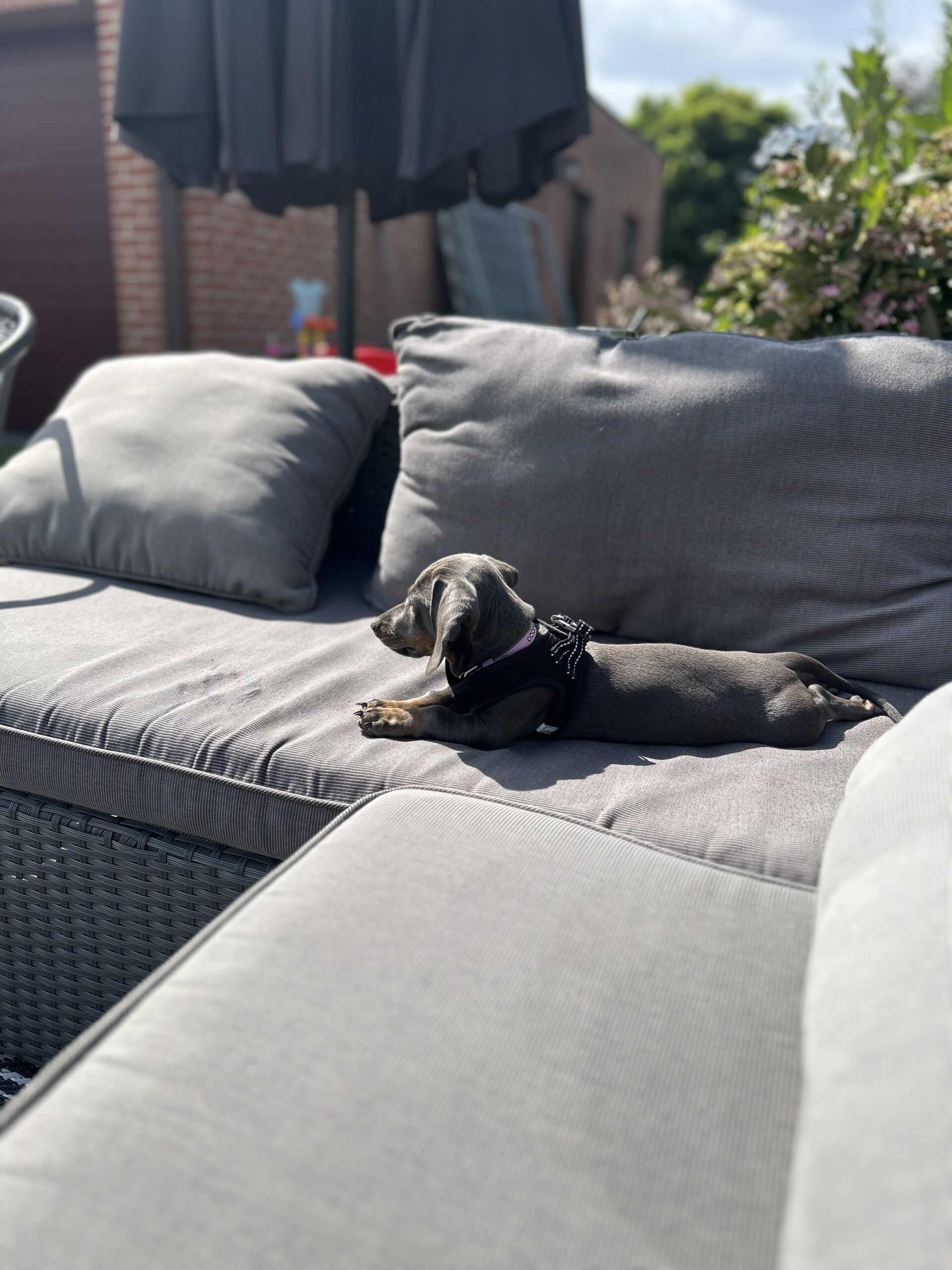 Puppydagboek Blue: week 1 — het eerlijke verhaal van onze teckel