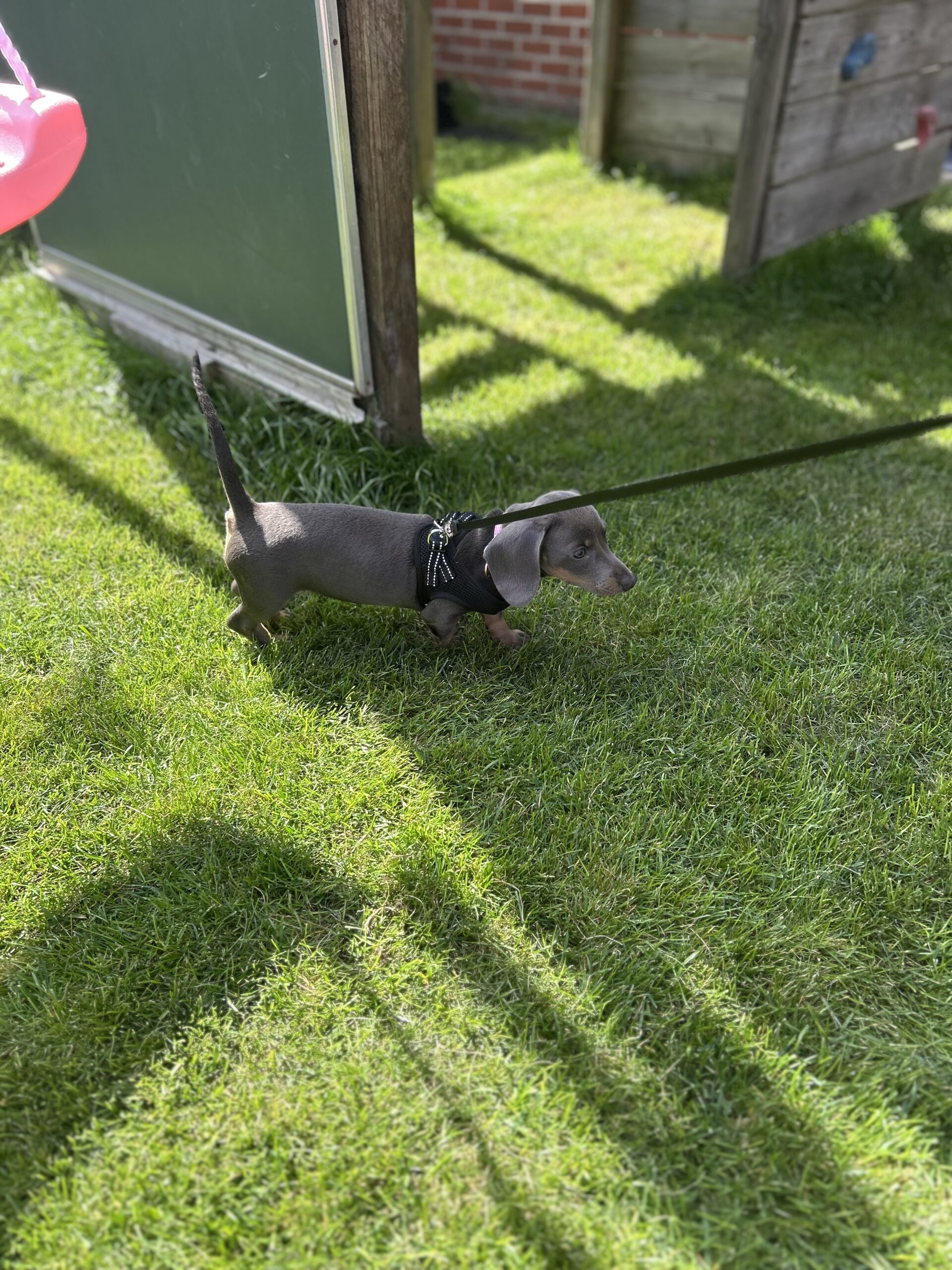 Puppydagboek Blue: Groei, een andere hond en de nacht van 9 uur