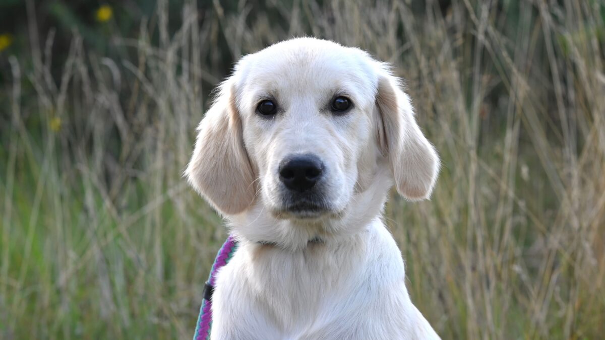 Resource guarding bij een golden retriever: van uithalen naar waarschuwen, naar rustig eten in vijf sessies