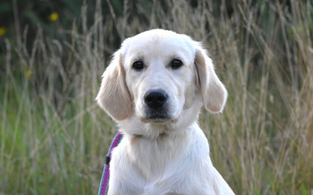 Resource guarding bij een golden retriever: van uithalen naar waarschuwen, naar rustig eten in vijf sessies
